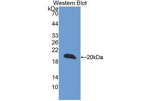 Western blot analysis of the recombinant protein. (CREG1 Antikörper  (AA 75-220))