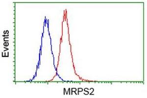 Image no. 3 for anti-Mitochondrial Ribosomal Protein S2 (MRPS2) antibody (ABIN1499562) (MRPS2 Antikörper)