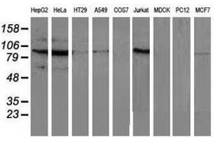 Image no. 2 for anti-Mitogen-Activated Protein Kinase 12 (MAPK12) antibody (ABIN1499301)