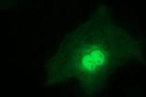 Immunofluorescence (IF) image for anti-Regulatory Factor X-Associated Ankyrin Containing Protein (RFXANK) antibody (ABIN1500683) (RFXANK Antikörper)