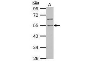 Image no. 2 for anti-BTB (POZ) Domain Containing 10 (BTBD10) (AA 188-436) antibody (ABIN1501880) (BTBD10 Antikörper  (AA 188-436))