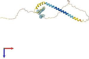 REEP2 Protein (AA 1-252) (His tag)