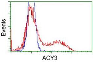 Image no. 1 for anti-Aminoacylase 3 (ACY3) antibody (ABIN1496461) (Aminoacylase 3 Antikörper)