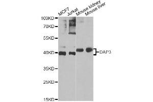 Western blot analysis of extracts of various cell lines, using DAP3 Antibody (ABIN5975461) at 1/1000 dilution. (DAP3 Antikörper)