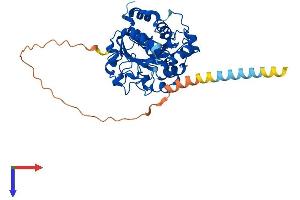 ST6GAL1 Protein (AA 1-403) (His tag)