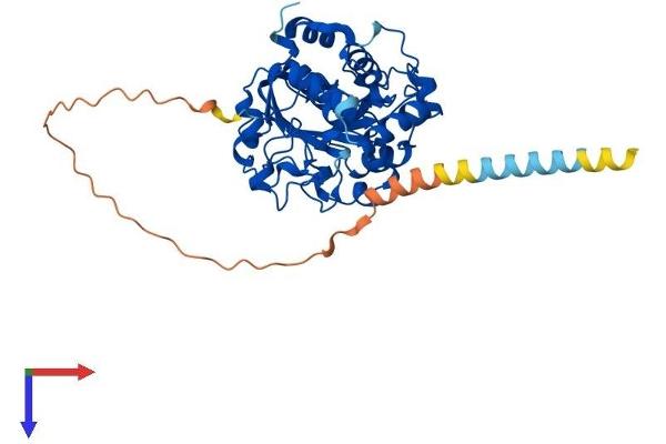 ST6GAL1 Protein (AA 1-403) (His tag)