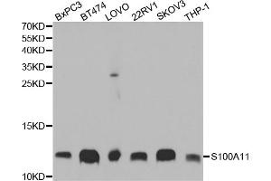 Western blot analysis of extracts of various cell lines, using S100A11 antibody (ABIN5973196) at 1/1000 dilution. (S100A11 Antikörper)