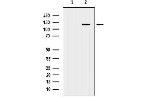 anti-Adaptor-Related Protein Complex 3, beta 1 Subunit (AP3B1) (C-Term) antibody