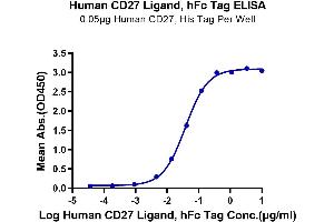 Immobilized Human CD27, His Tag at 0. (CD70 Protein (AA 39-193) (Fc Tag))