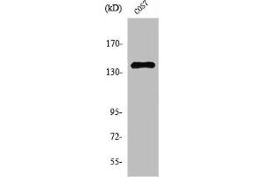 Western Blot analysis of COS7 cells using NFRκB Polyclonal Antibody (NFRKB Antikörper  (Internal Region))