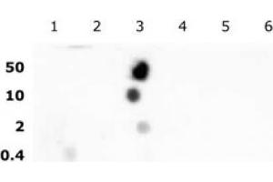 Histone H2B acetyl Lys16 pAb tested by dot blot analysis.