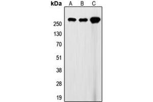 Western blot analysis of Filamin A expression in HEK293T (A), SP2/0 (B), rat heart (C) whole cell lysates.