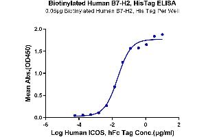 Immobilized Biotinylated Human B7-H2, His Tag at 0. (ICOSLG Protein (His-Avi Tag,Biotin))