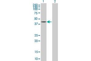 Western Blot analysis of PPP2R4 expression in transfected 293T cell line by PPP2R4 MaxPab polyclonal antibody.