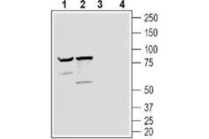 Western blot analysis of mouse brain lysate (lanes 1 and 3) and rat brain lysate (lanes 2 and 4):1-2.