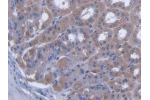 IHC-P analysis of Mouse Stomach Tissue, with DAB staining. (SCEL Antikörper  (AA 410-652))