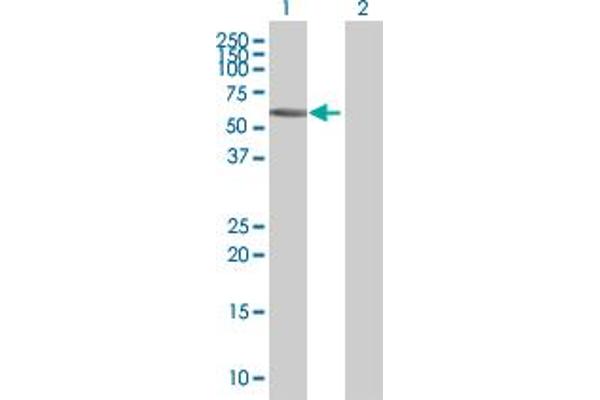 ZNF502 antibody  (AA 1-544)