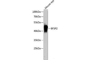 Western blot analysis of extracts of Mouse eye using BFSP2 Polyclonal Antibody at dilution of 1:3000. (BFSP2 Antikörper)