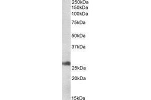 Western Blotting (WB) image for anti-Microvascular Endothelial Differentiation Gene 1 Protein (DNAJB9) (AA 61-75) antibody (ABIN793341) (DNAJB9 Antikörper  (AA 61-75))