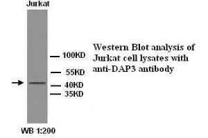Image no. 1 for anti-Death-Associated Protein 3 (DAP3) antibody (ABIN1576014) (DAP3 Antikörper)