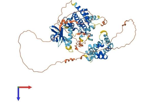 IRAK2 Protein (AA 1-625) (His tag)