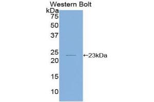 Western Blotting (WB) image for anti-Interleukin 1, beta (IL1B) (AA 63-247) antibody (ABIN1173150) (IL-1 beta Antikörper  (AA 63-247))