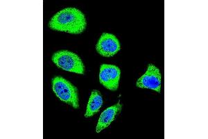 Confocal immunofluorescent analysis of PCDHGA8 Antibody (C-term) (ABIN655955 and ABIN2845341) with U-251MG cell followed by Alexa Fluor 488-conjugated goat anti-rabbit lgG (green). (PCDHGA8 Antikörper  (C-Term))