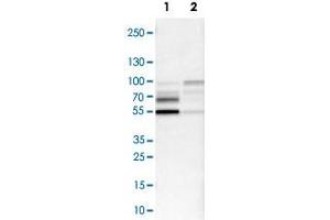 Western Blot analysis of Lane 1: NIH-3T3 cell lysate (mouse embryonic fibroblast cells) and Lane 2: NBT-II cell lysate (Wistar rat bladder tumor cells) with NFIB polyclonal antibody . (NFIB Antikörper)