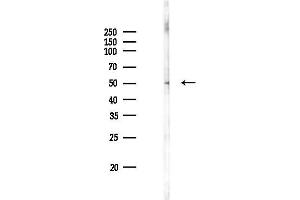 Western blot analysis of lysates from RAW264.
