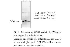 Western Blotting (WB) image for anti-Glyoxalase I (GLO1) (full length) antibody (ABIN2451990) (GLO1 Antikörper  (full length))