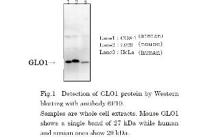 Western Blotting (WB) image for anti-Glyoxalase I (GLO1) (full length) antibody (ABIN2451990)