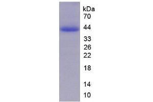 SDS-PAGE analysis of Human ERK2 Protein.