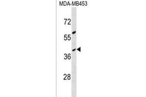 OR10G8 Antibody (C-term) (ABIN1537036 and ABIN2850246) western blot analysis in MDA-M cell line lysates (35 μg/lane). (OR10G8 Antikörper  (C-Term))