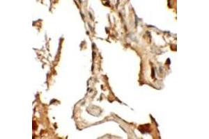 Immunohistochemistry (IHC) image for anti-Rab Interacting Lysosomal Protein-Like 2 (RILPL2) (Middle Region) antibody (ABIN1031070) (RILPL2 Antikörper  (Middle Region))