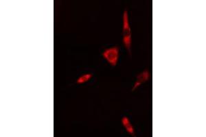 ABIN6268964 staining 293 cells by IF/ICC. (Caspase 1 Antikörper  (C-Term))