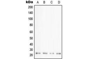 Western blot analysis of Cyclophilin F expression in HeLa (A), K562 (B), HL60 (C), Jurkat (D) whole cell lysates. (PPIF Antikörper  (Center))