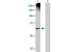 Western Blot analysis of ALOX12 expression in transfected 293T cell line by ALOX12 MaxPab polyclonal antibody.