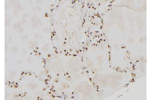ABIN6277592 at 1/100 staining Human lung tissue by IHC-P. (PER3 Antikörper  (Internal Region))