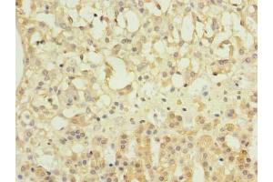 Immunohistochemistry of paraffin-embedded human adrenal gland tissue using ABIN7162044 at dilution of 1:100 (NME7 Antikörper  (AA 1-150))