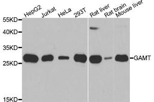 Western blot analysis of extracts of various cell lines, using GAMT antibody.