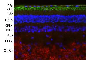 Pig retinal section stained with ABIN1842255 (green) and counterstained with ’s rabbit polyclonal antibody to neurofilament RPCA-NF-M (red) and DNA (blue). (Rhodopsin Antikörper)