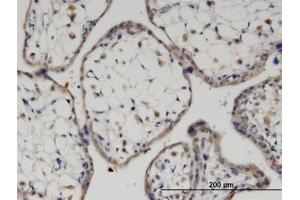 Image no. 3 for anti-Frizzled Family Receptor 7 (FZD7) (AA 155-254) antibody (ABIN6745994) (FZD7 Antikörper  (AA 155-254))