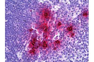 Anti-DEFA1 / NP-1 antibody IHC of human thymus, myeloid cells. (alpha Defensin 1 Antikörper  (AA 50-63))