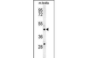 STBPL1 Antibody (Center) (ABIN651519 and ABIN2840275) western blot analysis in mouse testis tissue lysates (35 μg/lane). (STAMBPL1 Antikörper  (AA 135-163))