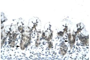 ACDC antibody was used for immunohistochemistry at a concentration of 4-8 ug/ml to stain Epithelial cells of fundic gland (arrows) in Human Stomach. (ADIPOQ Antikörper  (N-Term))