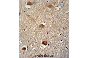 CLU antibody (N-term) immunohistochemistry analysis in formalin fixed and paraffin embedded human brain tissue followed by peroxidase conjugation of the secondary antibody and DAB staining. (Clusterin Antikörper  (N-Term))