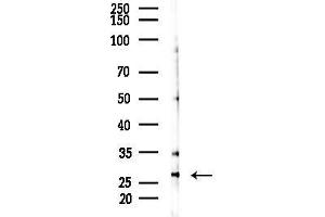 anti-Egl-9 Family Hypoxia Inducible Factor 3 (EGLN3) (Internal Region) antibody