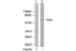 Image no. 1 for anti-Myc Proto-Oncogene protein (MYC) (Thr58) antibody (ABIN197154)