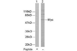 Image no. 1 for anti-Myc Proto-Oncogene protein (MYC) (Thr58) antibody (ABIN197154) (c-MYC Antikörper  (Thr58))