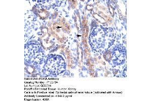 Human kidney (RORA Antikörper  (N-Term))
